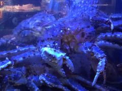 -陶陶居海鲜酒家(新马路店)