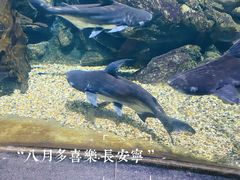 -江和美海洋公园