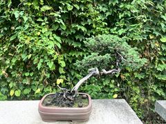 -拙政园