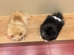 -和它·交个朋友·狗咖猫咖(爱琴海店)