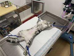 -灵美宠物诊所