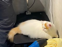 -PETKIT小佩宠物·低压洗护(国顺东路店)