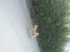 iphone_upload_pic-东澳岛