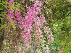 -深圳国际园林花卉博览园