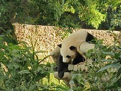 -灵玲国际马戏城