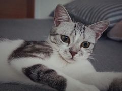 -袖虎·猫馆(体育西路店)