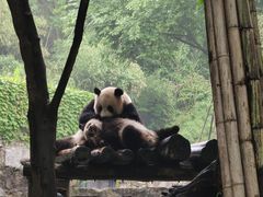 -都江堰中华大熊猫苑