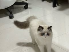 -小猫来了·猫舍(红山六九七九店)