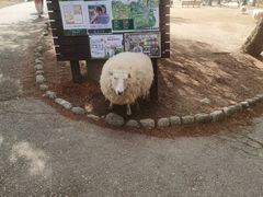 -神户市立六甲山牧场