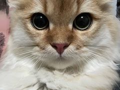 -猫大福·Fortune Cat猫舍(百子湾店)