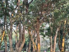 -杭州植物园
