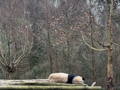 -都江堰中华大熊猫苑