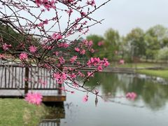 -上海辰山植物园