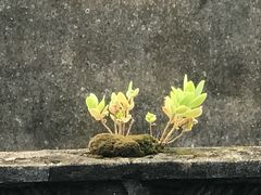 -海盗虾饭·剥好的小龙虾饭(SOHO尚都店)