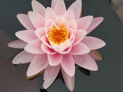 -中国科学院华南植物园