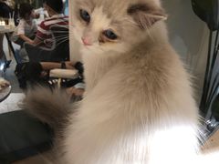 -猫域·湾主题猫咖·宠物吧(南坪城市广场店)