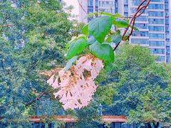 -红星桥(地铁站)