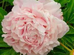 -长春公园(普阳街道)