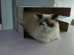 -喵的天空名猫咖啡馆·撸猫·猫舍·用品