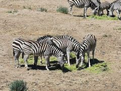 -新疆天山野生动物园