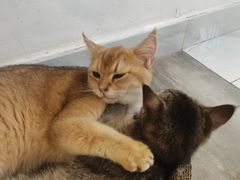 -楼上猫咖(罗湖店)