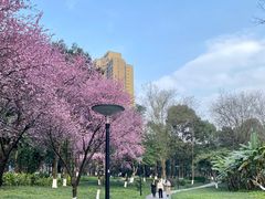 -重庆彩云湖湿地公园