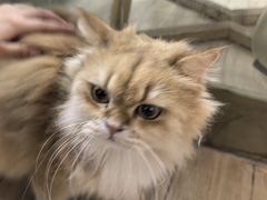 -李小姐の猫咖啡馆(五角场店)