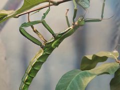 -上海大自然野生昆虫馆(东方明珠·爬宠昆虫探索中心)