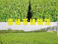 -雪绿茶博物馆