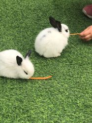 -萌宠亲子动物乐园(槐房万达店)