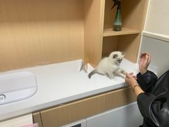 -谐和益家动物医院·免疫绝育·血液透析·宠保定点医院(高新伊藤分院)
