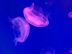 -芜湖新华联大白鲸海洋公园