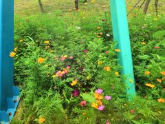 -合肥滨湖国家森林公园