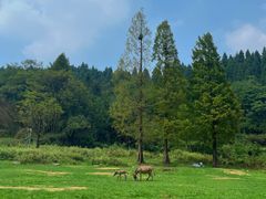 -武陵山森林公园