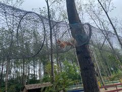 -合肥滨湖国家森林公园