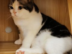 -猫域·湾主题猫咖·宠物吧(南坪城市广场店)
