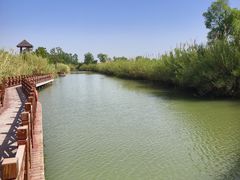 -泗洪洪泽湖湿地景区