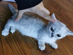 -70cat德文卷毛猫·缅因猫纯种猫舍