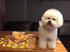 -百好乐宠物友好餐厅(朝外大街店)