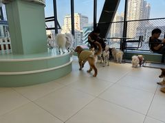 -怪兽屋·羊驼·猫咖·狗咖(俊华广场店)