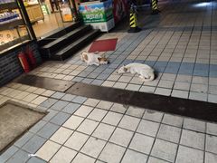 -蜜雪冰城·冰淇淋与茶(福大店)