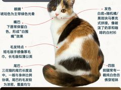-翊宠yipet猫狗购宠庄园犬舍•猫舍