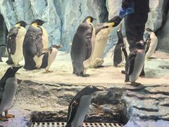 -帝企鹅自助餐厅•儿童岛•真企鹅(长隆企鹅酒店)