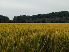 -苏州太湖西山岛开心农场