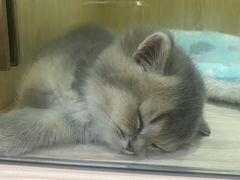 -屋虎猫馆(宝安大仟里店)