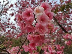 -天适樱花悠乐园
