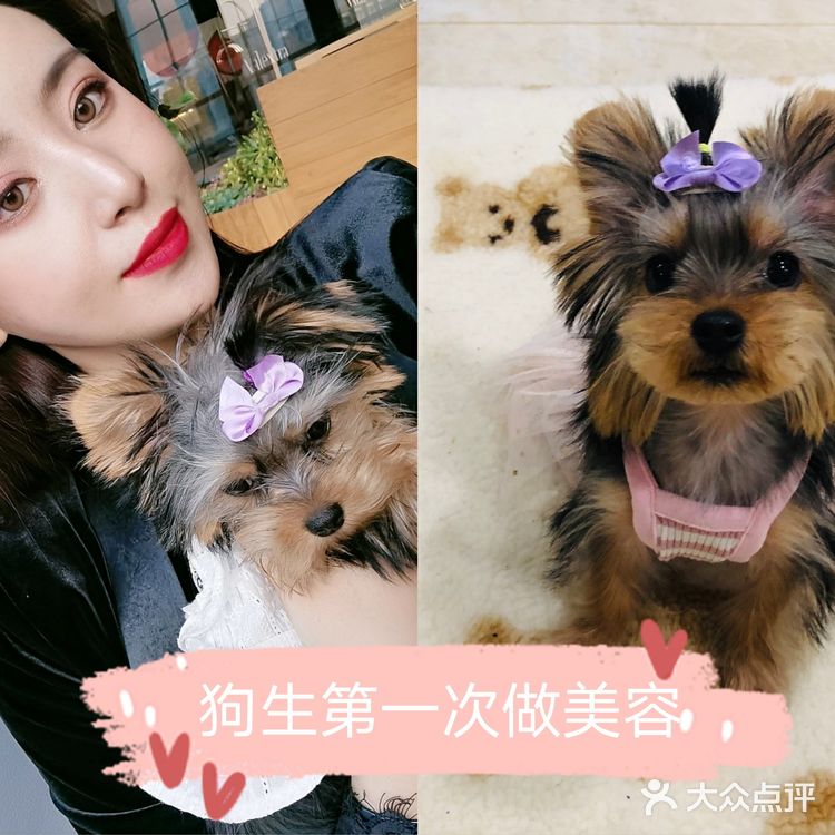 约克夏第一次做美容
