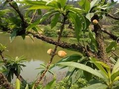 -南国桃园旅游度假区