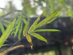 -凤阁楼果木烧鹅(鹤山陈山店)