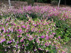 -深圳国际园林花卉博览园